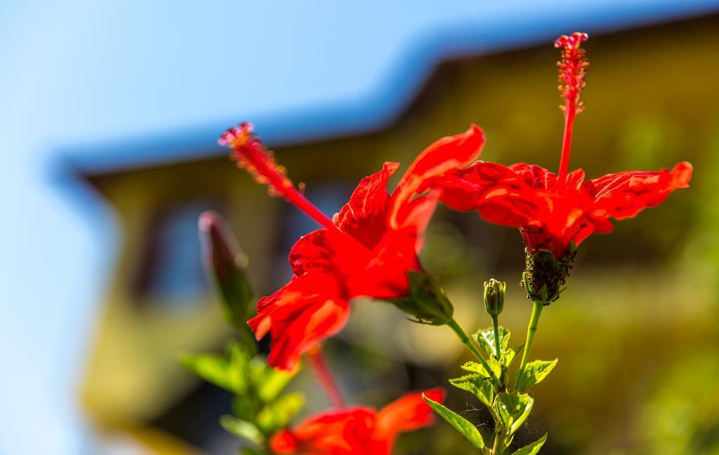 Marmaris Holiday Villas Zewnętrze zdjęcie